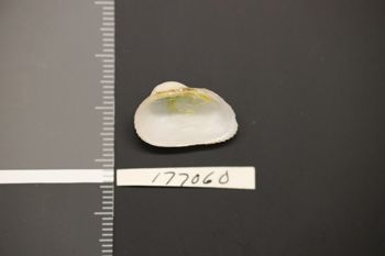 Media type: image;   Malacology 177060 Description: Preserved specimen.;